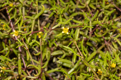Roepera angustifolia (Roepera angustifolia)