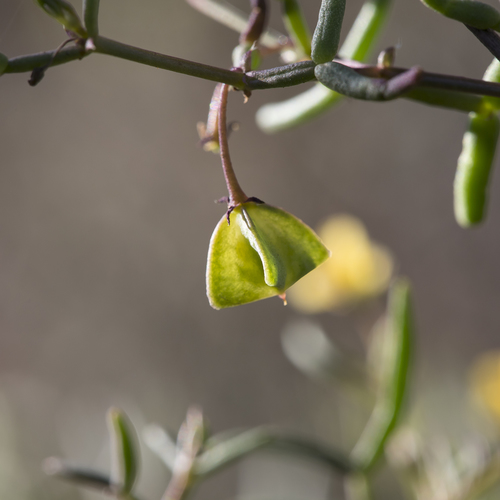 Roepera angustifolia (Roepera angustifolia)