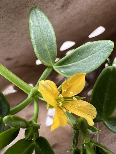 Roepera billardierei (Roepera billardierei)