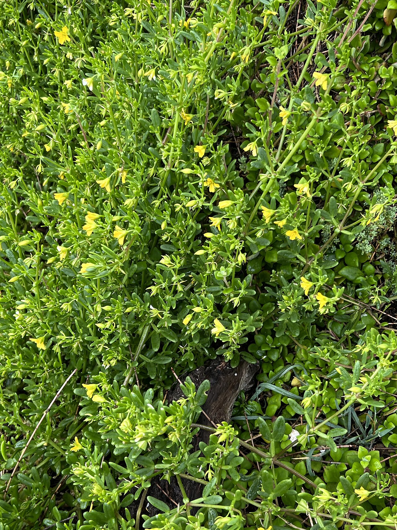 Roepera billardierei: Roepera billardierei growing on Flinders Island