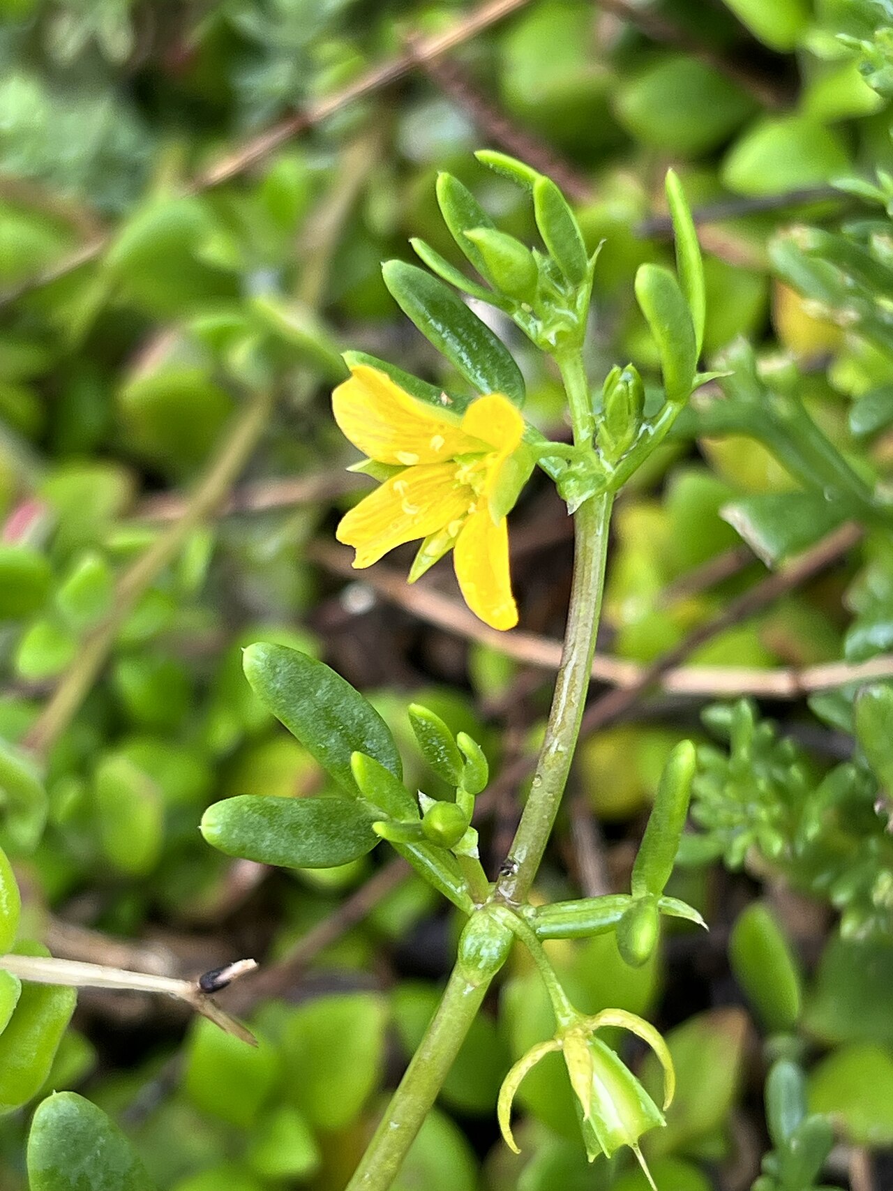 Roepera billardierei: Roepera billardierei growing on Flinders Island