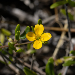 Roepera billardierei (Roepera billardierei)