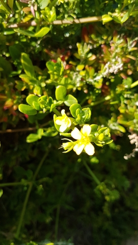 Roepera billardierei (Roepera billardierei)