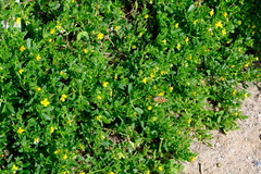 Roepera billardierei (Roepera billardierei)