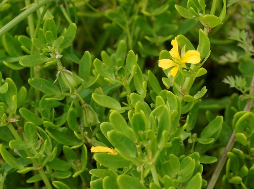 Roepera billardierei (Roepera billardierei)