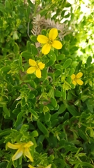 Roepera billardierei (Roepera billardierei)
