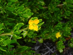 Roepera billardierei (Roepera billardierei)