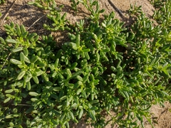Roepera billardierei (Roepera billardierei)