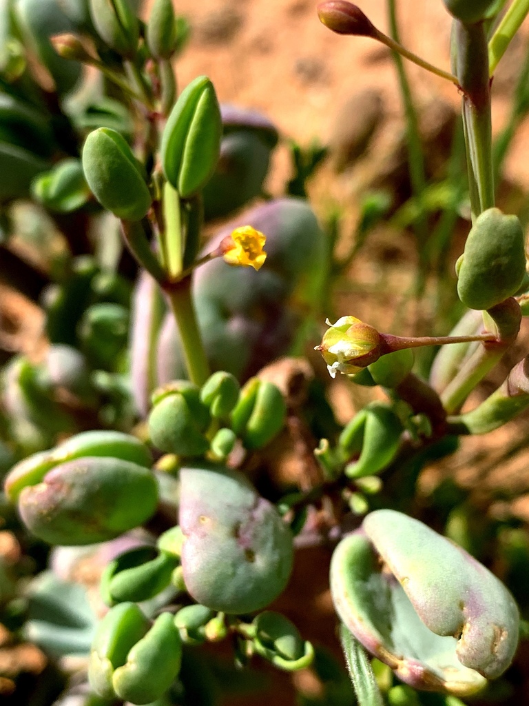 Rabbit-ears twinleaf (Roepera compressa)