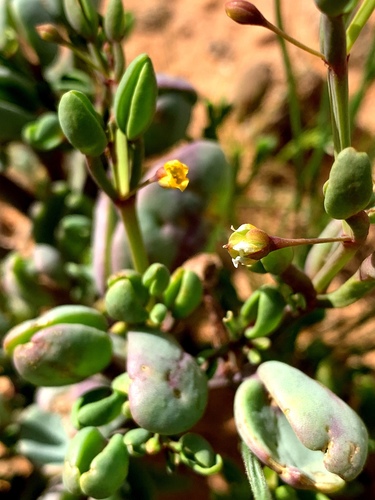 Rabbit-ears twinleaf (Roepera compressa)