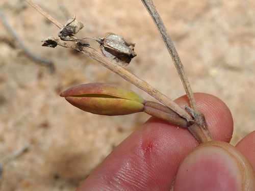 Rabbit-ears twinleaf (Roepera compressa)