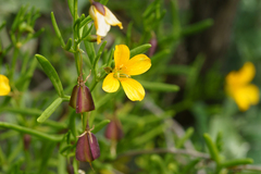 Roepera confluens (Roepera confluens)