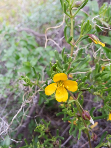 Roepera confluens (Roepera confluens)