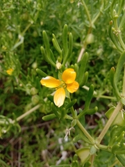 Roepera confluens (Roepera confluens)