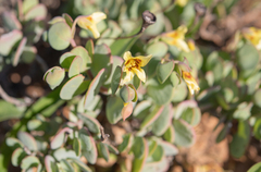 Roepera cordifolia (Roepera cordifolia)