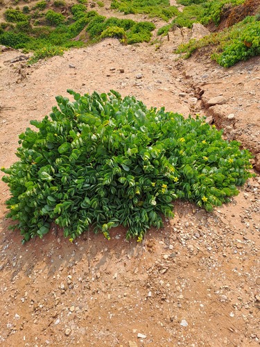 Roepera cordifolia (Roepera cordifolia)