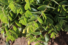 Roepera cordifolia (Roepera cordifolia)