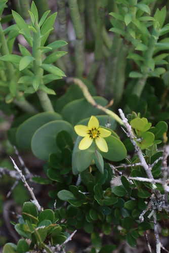 Roepera cordifolia (Roepera cordifolia)