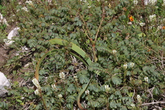 Roepera cordifolia (Roepera cordifolia)