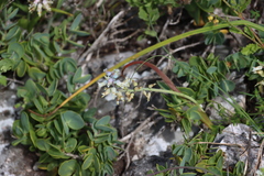 Roepera cordifolia (Roepera cordifolia)