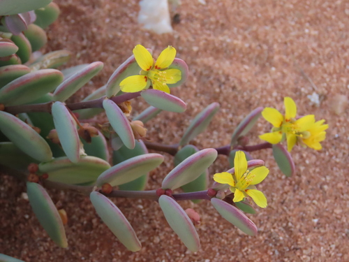 Roepera cordifolia (Roepera cordifolia)