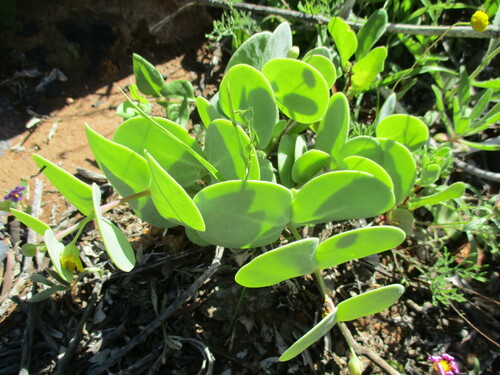 Roepera cordifolia (Roepera cordifolia)