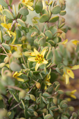 Roepera cordifolia (Roepera cordifolia)