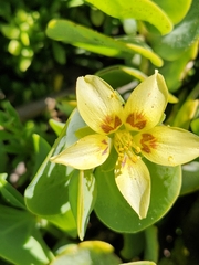 Roepera cordifolia (Roepera cordifolia)
