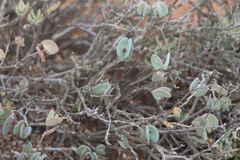 Roepera cordifolia (Roepera cordifolia)