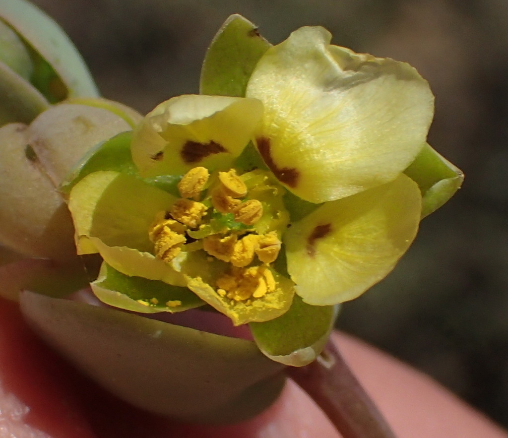 Roepera cordifolia (Roepera cordifolia)