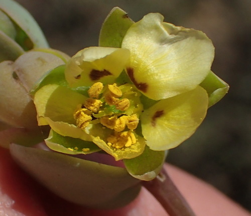 Roepera cordifolia (Roepera cordifolia)