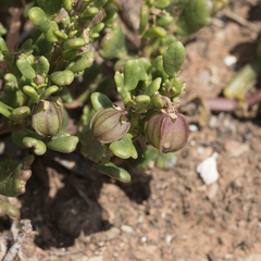 Roepera crenata (Roepera crenata)