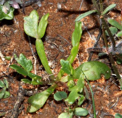 Roepera crenata (Roepera crenata)