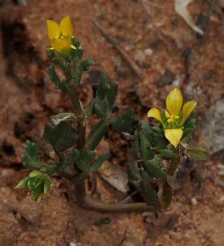 Roepera crenata (Roepera crenata)