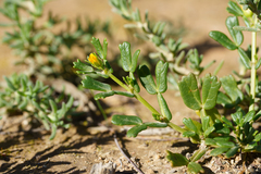 Roepera crenata (Roepera crenata)