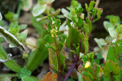 Roepera crenata (Roepera crenata)