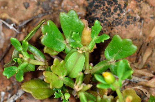 Roepera crenata (Roepera crenata)