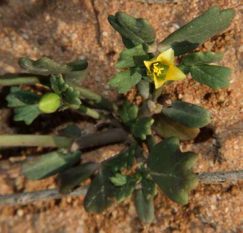 Roepera crenata (Roepera crenata)