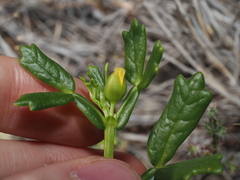 Roepera crenata (Roepera crenata)