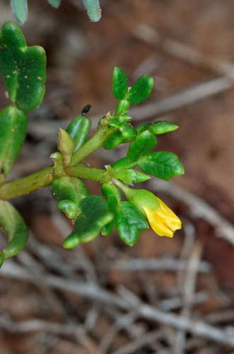 Roepera crenata (Roepera crenata)