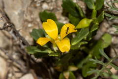 Roepera crenata (Roepera crenata)
