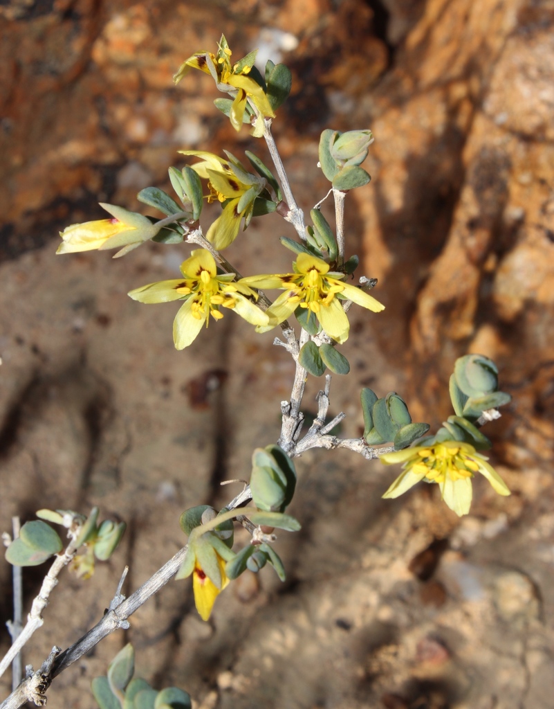 Roepera cuneifolia (Roepera cuneifolia)