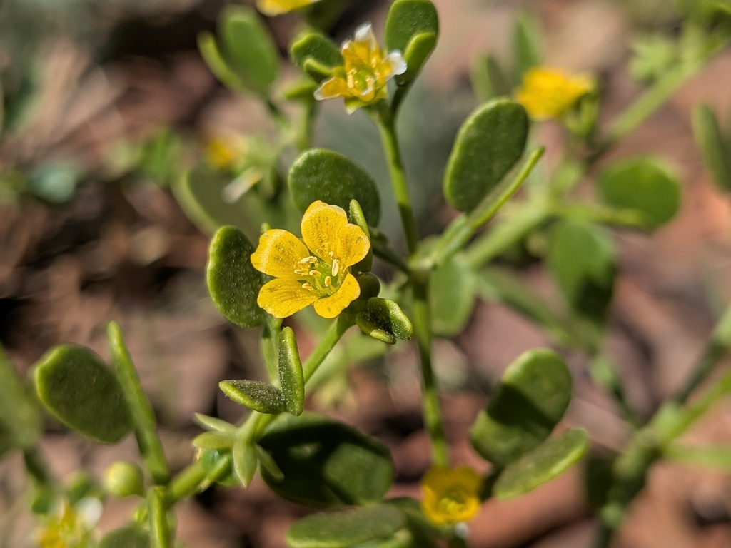 Roepera eichleri (Roepera eichleri)