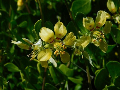 Roepera foetida (Roepera foetida)