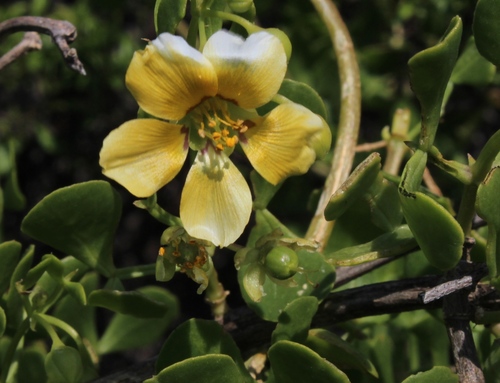 Roepera foetida (Roepera foetida)