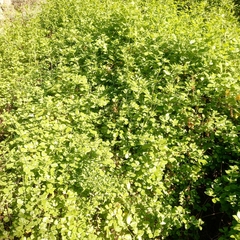 Roepera foetida (Roepera foetida)