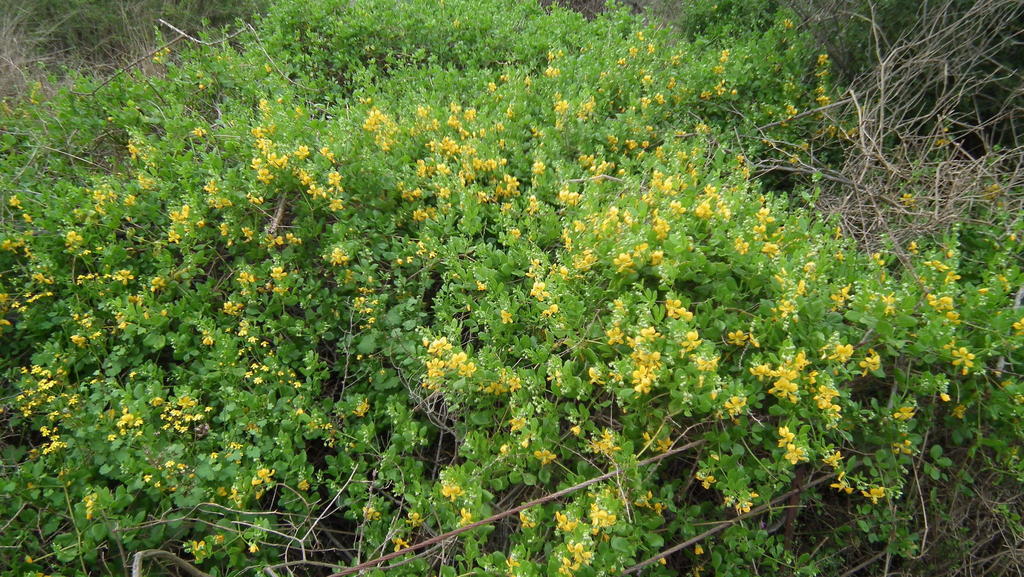 Roepera foetida (Roepera foetida)