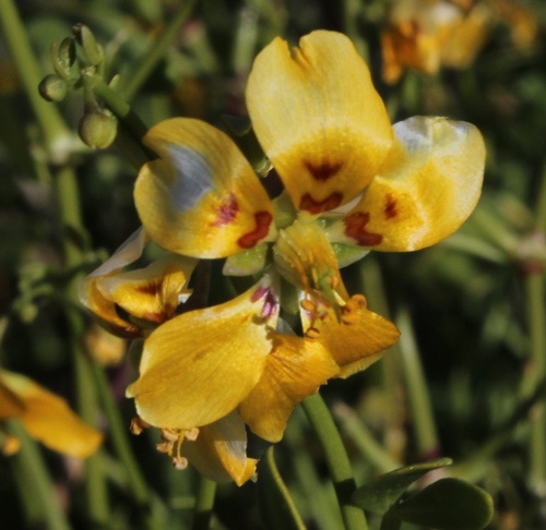 Roepera foetida (Roepera foetida)