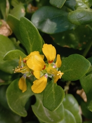 Roepera foetida (Roepera foetida)