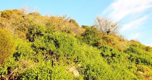 Roepera foetida (Roepera foetida)
